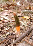 Mutinus elegans image