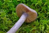 Cortinarius salor image