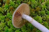 Cortinarius salor image