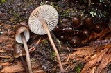 Mycena maculata image