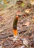Mutinus elegans image