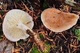 Rhodocollybia maculata image