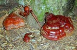 Ganoderma meredithiae image