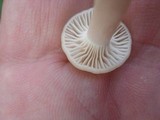 Cuphophyllus virgineus image