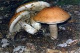 Leccinum aurantiacum image