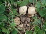 Lycoperdon echinatum image