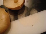 Rhodocollybia butyracea image