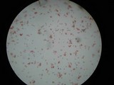 Rhodocollybia butyracea image