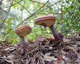 Ganoderma curtisii image