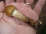 Cortinarius trivialis image
