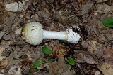 Amanita velatipes image