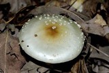 Amanita velatipes image