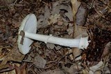 Amanita velatipes image