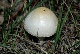 Amanita velatipes image