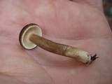 Lactarius lignyotus var. lignyotus image