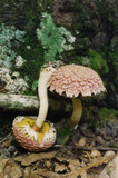 Boletellus ananas image