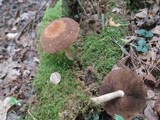 Psathyrella delineata image