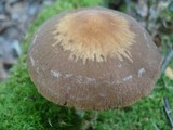 Psathyrella delineata image