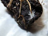 Collybia cirrhata image