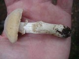 Cortinarius caperatus image