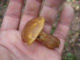 Suillus grevillei image