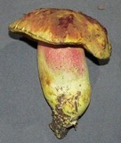 Boletus smithii image