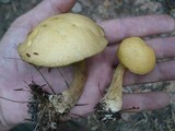 Suillus bovinus image