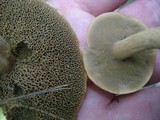 Suillus bovinus image