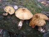 Suillus bovinus image