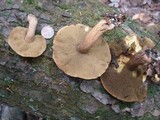 Suillus bovinus image