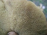 Suillus bovinus image