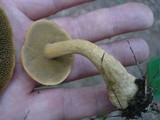 Suillus bovinus image