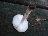 Amanita farinosa image