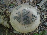 Amanita rhacopus image