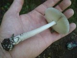 Amanita rhacopus image