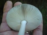 Amanita rhacopus image