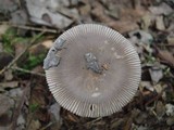 Amanita rhacopus image