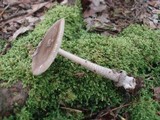 Amanita rhacopus image