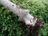 Amanita rhacopus image