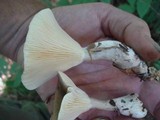 Ampulloclitocybe clavipes image
