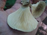 Ampulloclitocybe clavipes image
