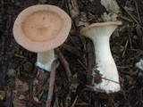Clitocybe gibba image