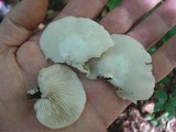 Crepidotus applanatus image