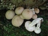 Hypsizygus marmoreus image