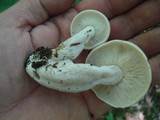 Hypsizygus marmoreus image