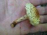 Pholiota squarrosoides image