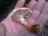 Pholiota squarrosoides image