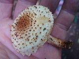 Pholiota squarrosoides image