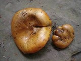 Tricholoma aurantium image