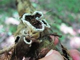 Datronia stereoides image